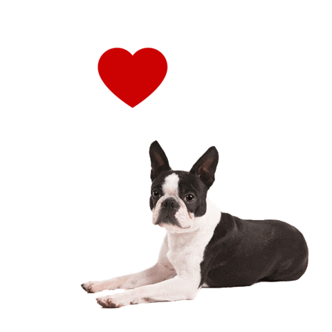 BU-GIF-9